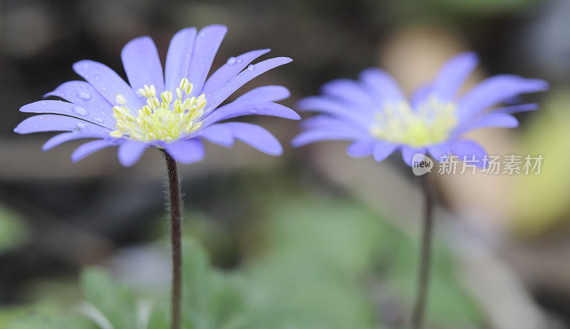 蓝海葵(A. apenina)